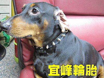 休息室~囂張的地獄犬”貢丸”