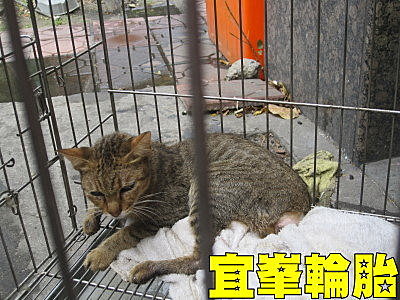 囂張貓! 斷尾求生!