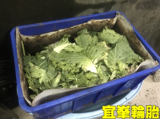 蚯蚓堆肥!!我的蚯蚓養殖日記! 第三篇