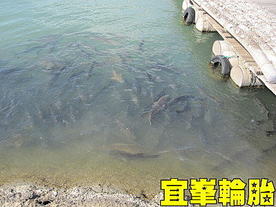 2010/10/31新竹動物園打獵