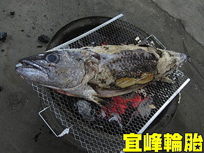 一斤40元的疏齒…..